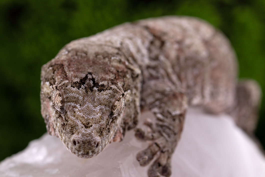 Zephyrus x Hyacinth Pine Island Chahoua PI345 Female