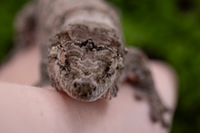 Load image into Gallery viewer, Zephyrus x Hyacinth Pine Island Chahoua PI345 Female
