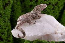 Load image into Gallery viewer, Zephyrus x Hyacinth Pine Island Chahoua PI345 Female

