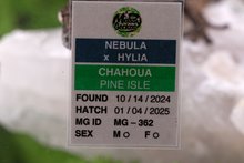 Load image into Gallery viewer, Nebula x Hylia Pine Island Chahoua PI362
