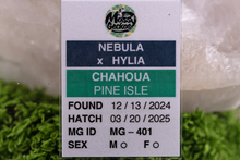 Load image into Gallery viewer, Nebula x Hylia Pine Island Chahoua PI401
