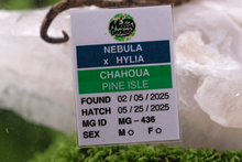 Load image into Gallery viewer, Nebula x Hylia Pine Island Chahoua PI436
