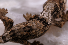 Load image into Gallery viewer, Nebula x Hylia Pine Island Chahoua PI436
