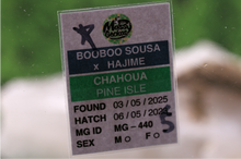 Load image into Gallery viewer, Booboo Sousa x Hajime Pine Island Chahoua PI440
