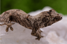 Load image into Gallery viewer, Booboo Sousa x Hajime Pine Island Chahoua PI440
