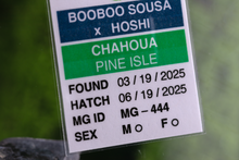 Load image into Gallery viewer, Booboo Sousa x Hoshi Pine Island Chahoua PI444
