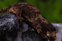Load image into Gallery viewer, Booboo Sousa x Hoshi Pine Island Chahoua PI444
