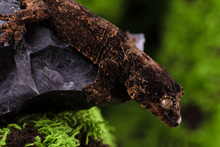 Load image into Gallery viewer, Booboo Sousa x Hoshi Pine Island Chahoua PI444
