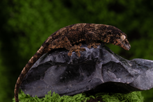 Load image into Gallery viewer, Booboo Sousa x Hoshi Pine Island Chahoua PI444

