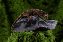 Load image into Gallery viewer, Booboo Sousa x Hoshi Pine Island Chahoua PI444
