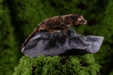 Load image into Gallery viewer, Booboo Sousa x Hoshi Pine Island Chahoua PI444
