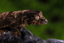 Load image into Gallery viewer, Booboo Sousa x Hoshi Pine Island Chahoua PI444
