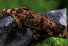 Load image into Gallery viewer, Booboo Sousa x Hoshi Pine Island Chahoua PI444
