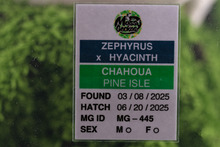 Load image into Gallery viewer, Zephyrus x Hyacinth Pine Island Chahoua PI445
