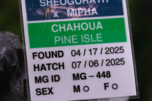 Load image into Gallery viewer, Sheogorath x Mipha Pine Island Chahoua PI448
