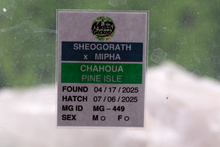 Load image into Gallery viewer, Sheogorath x Mipha Pine Island Chahoua PI449
