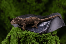 Load image into Gallery viewer, Booboo Sousa x Hoshi Pine Island Chahoua PI454
