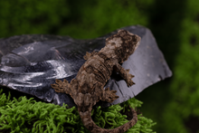 Load image into Gallery viewer, Booboo Sousa x Hoshi Pine Island Chahoua PI454
