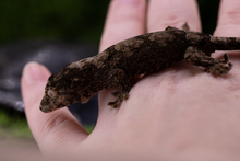Load image into Gallery viewer, Booboo Sousa x Hoshi Pine Island Chahoua PI454
