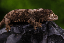 Load image into Gallery viewer, Booboo Sousa x Hoshi Pine Island Chahoua PI454
