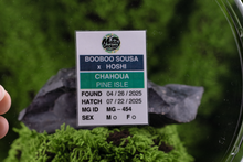 Load image into Gallery viewer, Booboo Sousa x Hoshi Pine Island Chahoua PI454
