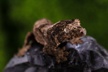 Load image into Gallery viewer, Booboo Sousa x Hoshi Pine Island Chahoua PI454

