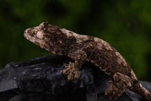 Load image into Gallery viewer, Booboo Sousa x Hoshi Pine Island Chahoua PI454
