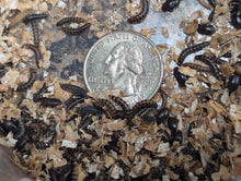 Load image into Gallery viewer, Live Organic Lesser/Buffalo Mealworms
