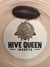 Load image into Gallery viewer, Live Organic Dubia Roaches
