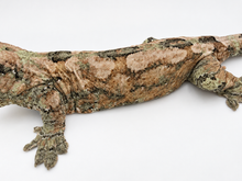 Load image into Gallery viewer, Sheogorath X Mipha Pine Island Chahoua Female (MG-470)
