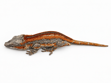 Load image into Gallery viewer, Gargoyle Gecko (MG-523) from Hyperion x Anu
