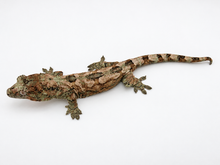 Load image into Gallery viewer, Sheogorath X Mipha Pine Island Chahoua Female (MG-470)
