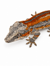 Load image into Gallery viewer, Gargoyle Gecko (MG-523) from Hyperion x Anu
