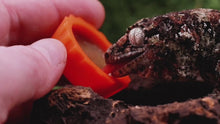 Load and play video in Gallery viewer, 2oz 2 Pack Gecko Diets
